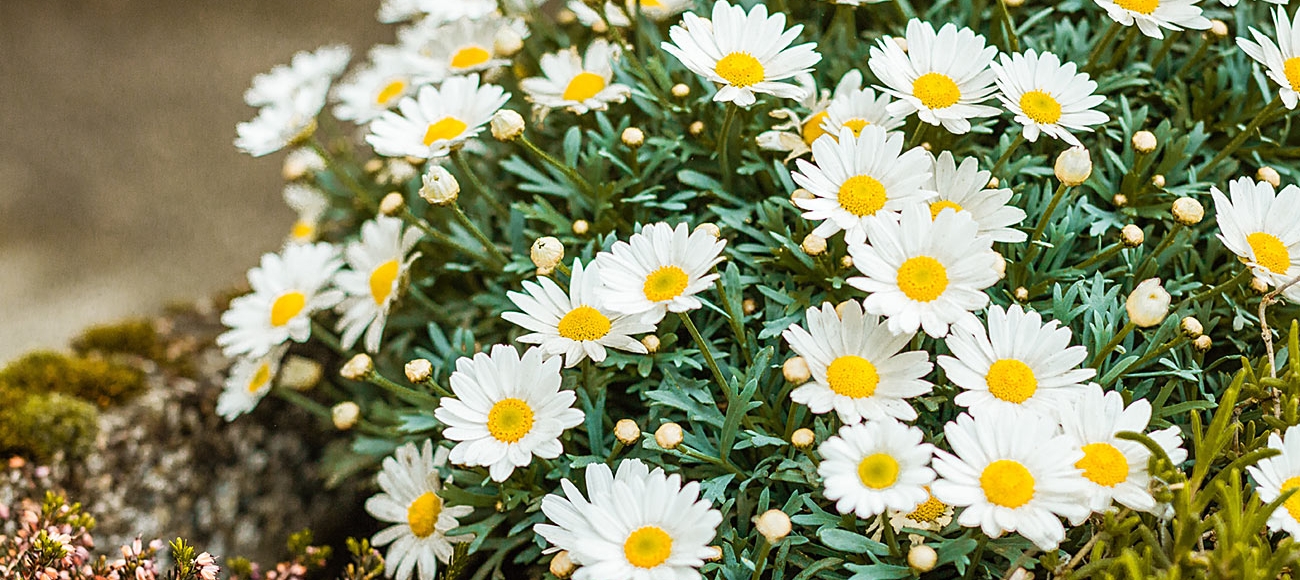 Gänseblümchen im Frühling